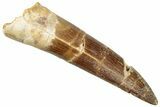 Fossil Plesiosaur (Zarafasaura) Tooth - Morocco #296350-1